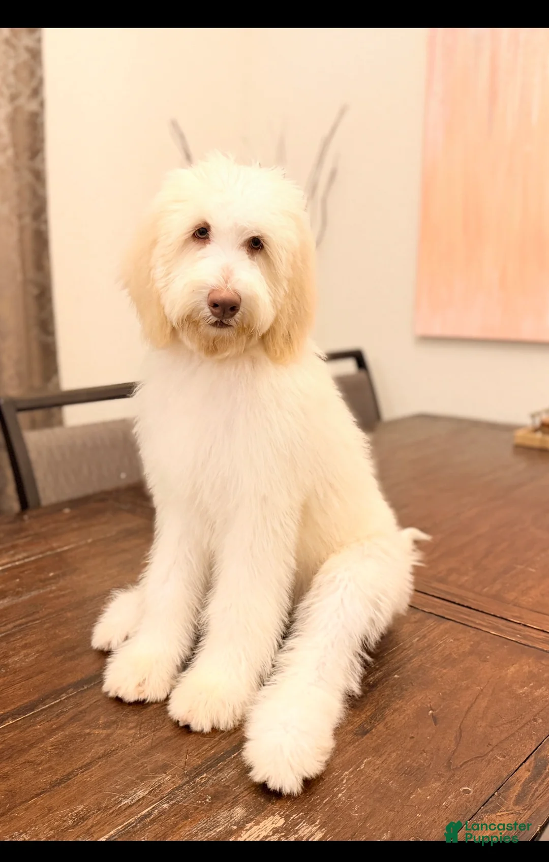 Labradoodle dogs for sale: Bear - Ad 2