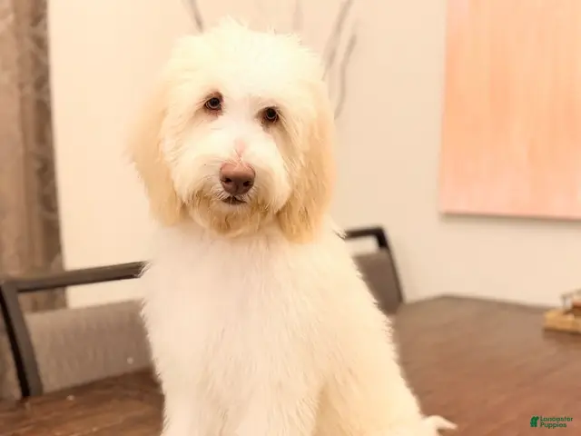 Labradoodle dogs for sale: Bear - Ad 2