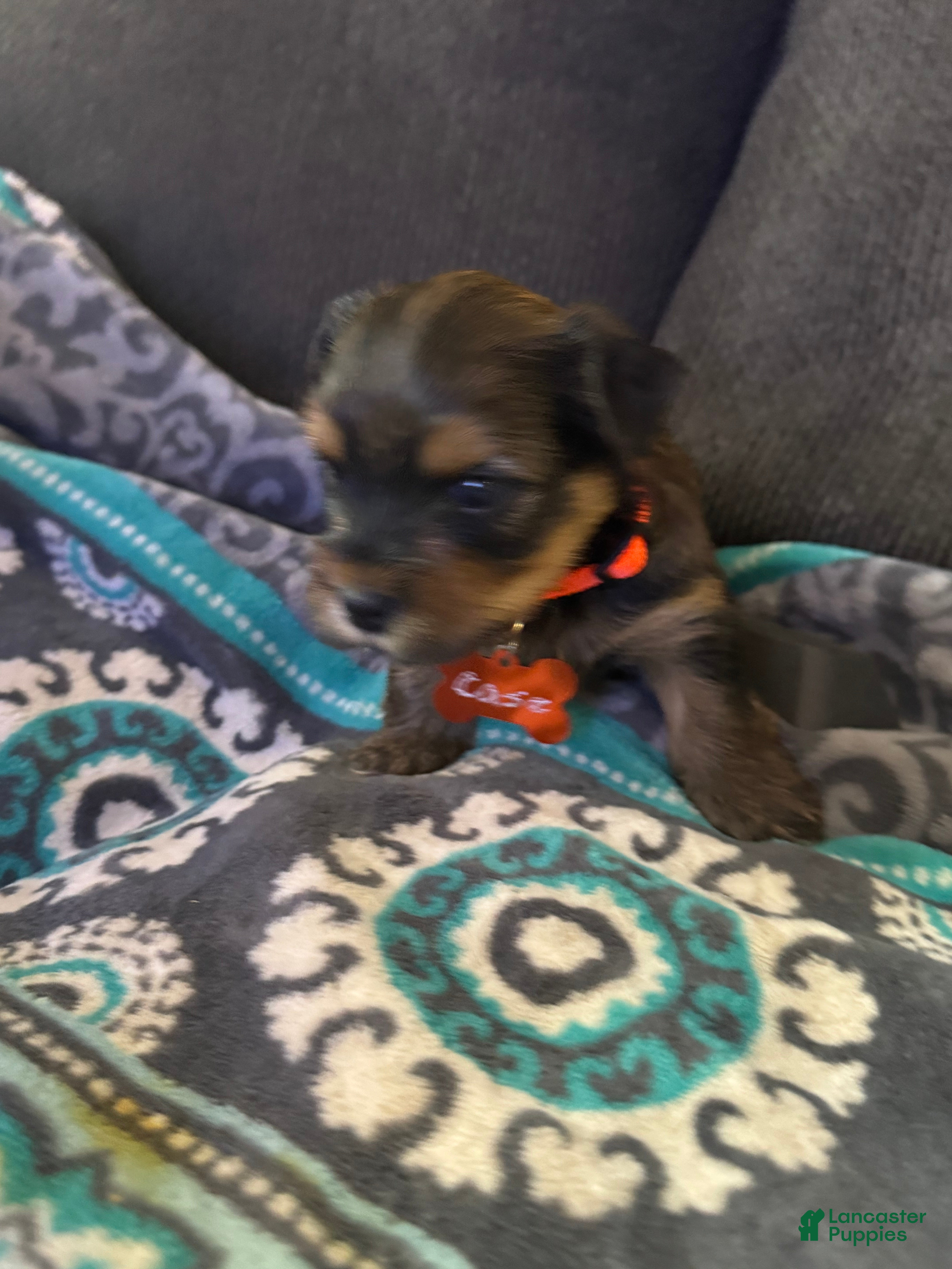 Yorkshire Terrier dogs Prince orange collar - Ad 1