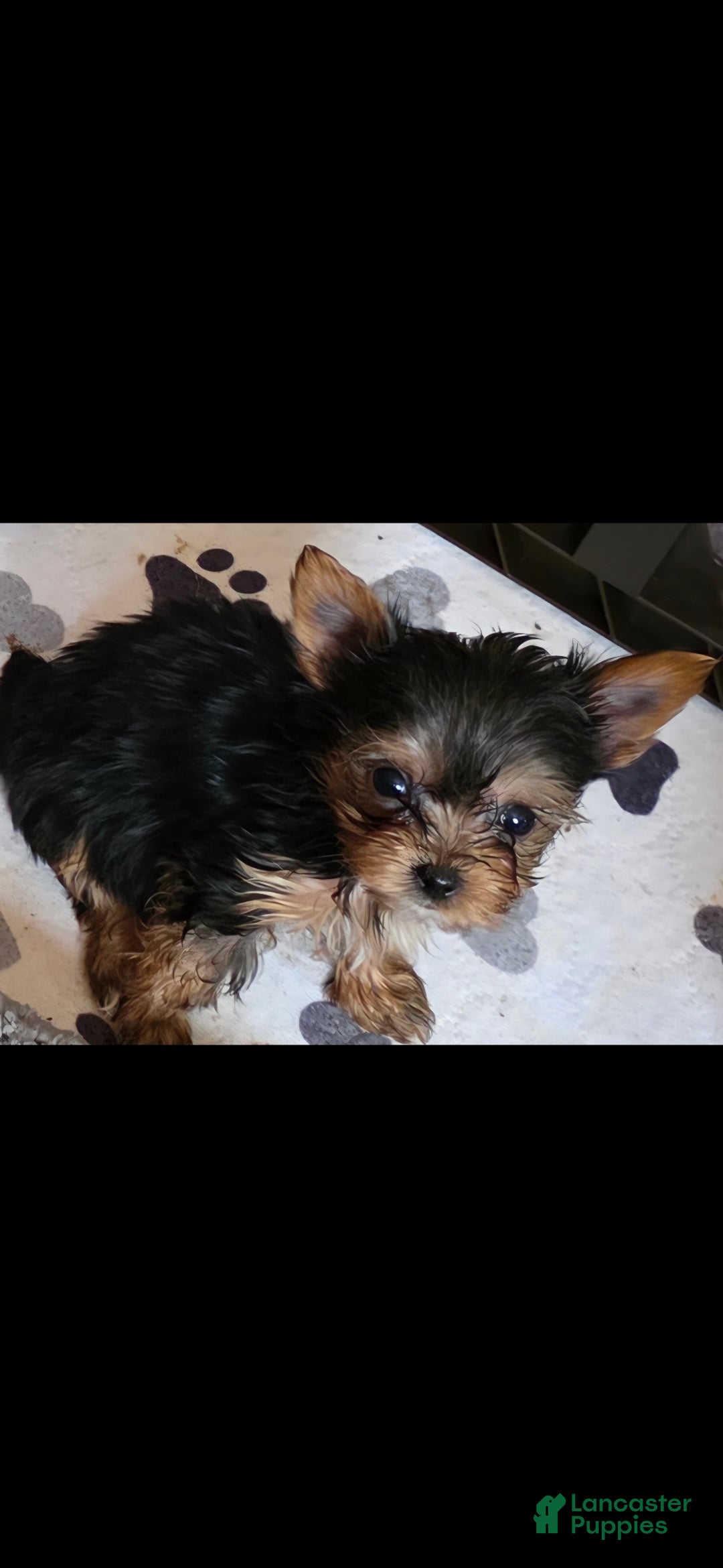 Yorkshire Terrier dogs AKC NUGGET (Teacup) - Ad 1