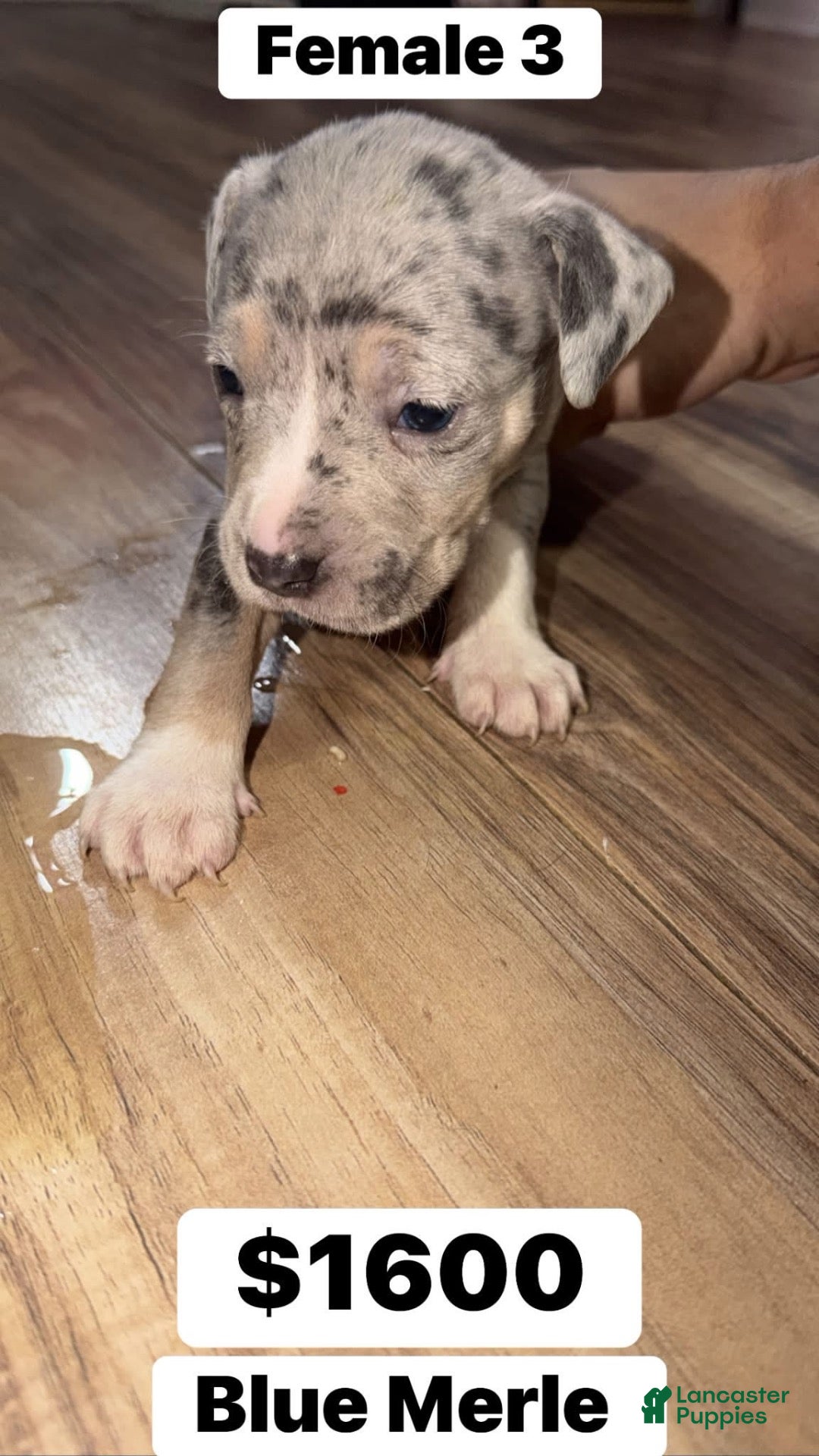 Mixed Breed dogs Puppy 5 - Ad 39