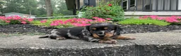 Miniature Dachshund dogs for sale: AKC-Jewel - Ad 8