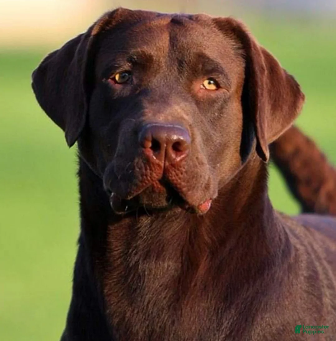 Labrador Retriever dogs for sale: Koda - Ad 6