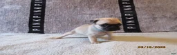 Pug dogs for sale: Pug Puppy 3 - Ad 32