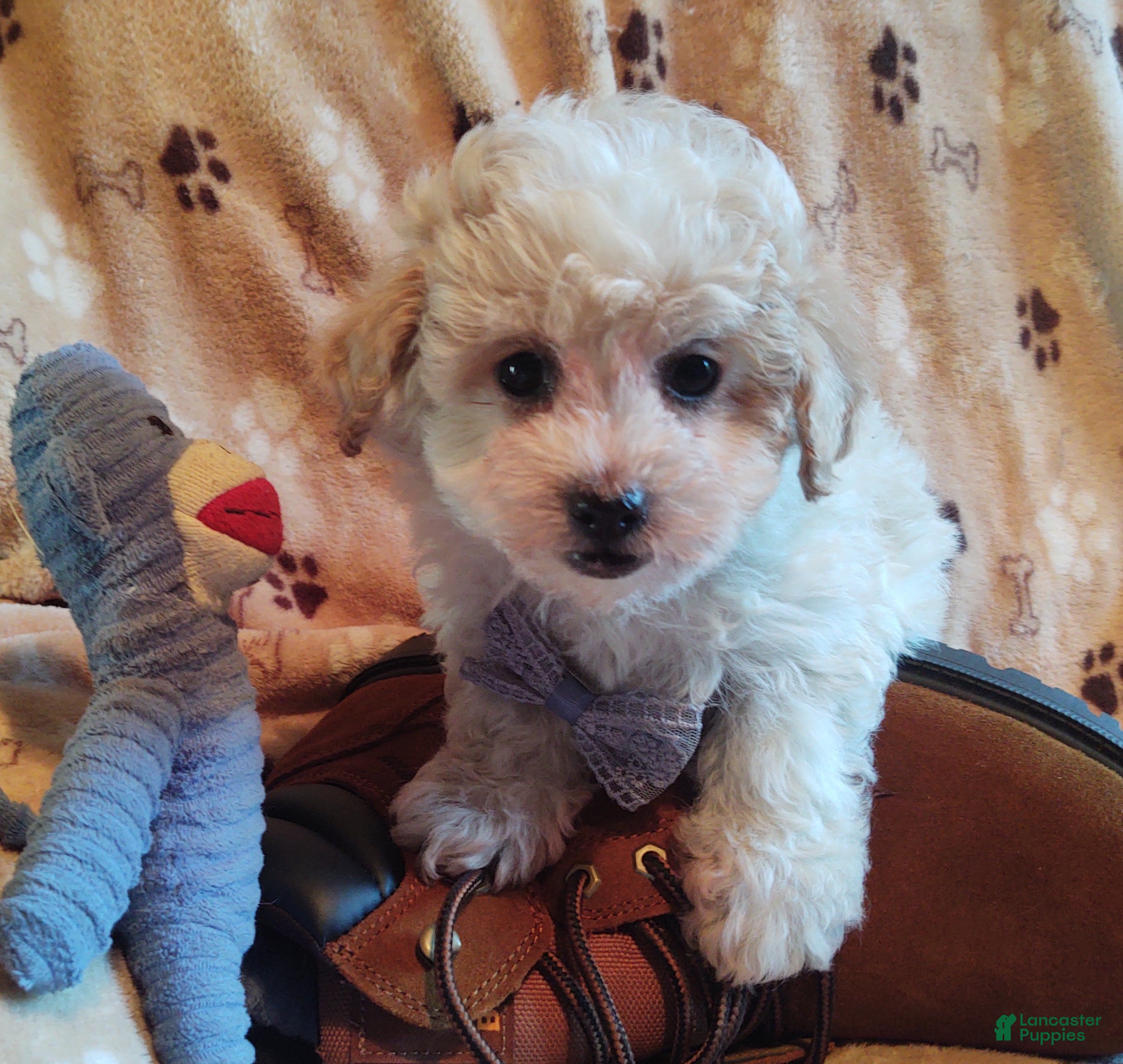 Maltipoo dogs Hiram - Ad 2