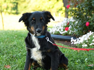 Australian Shepherd dogs - Ad 38