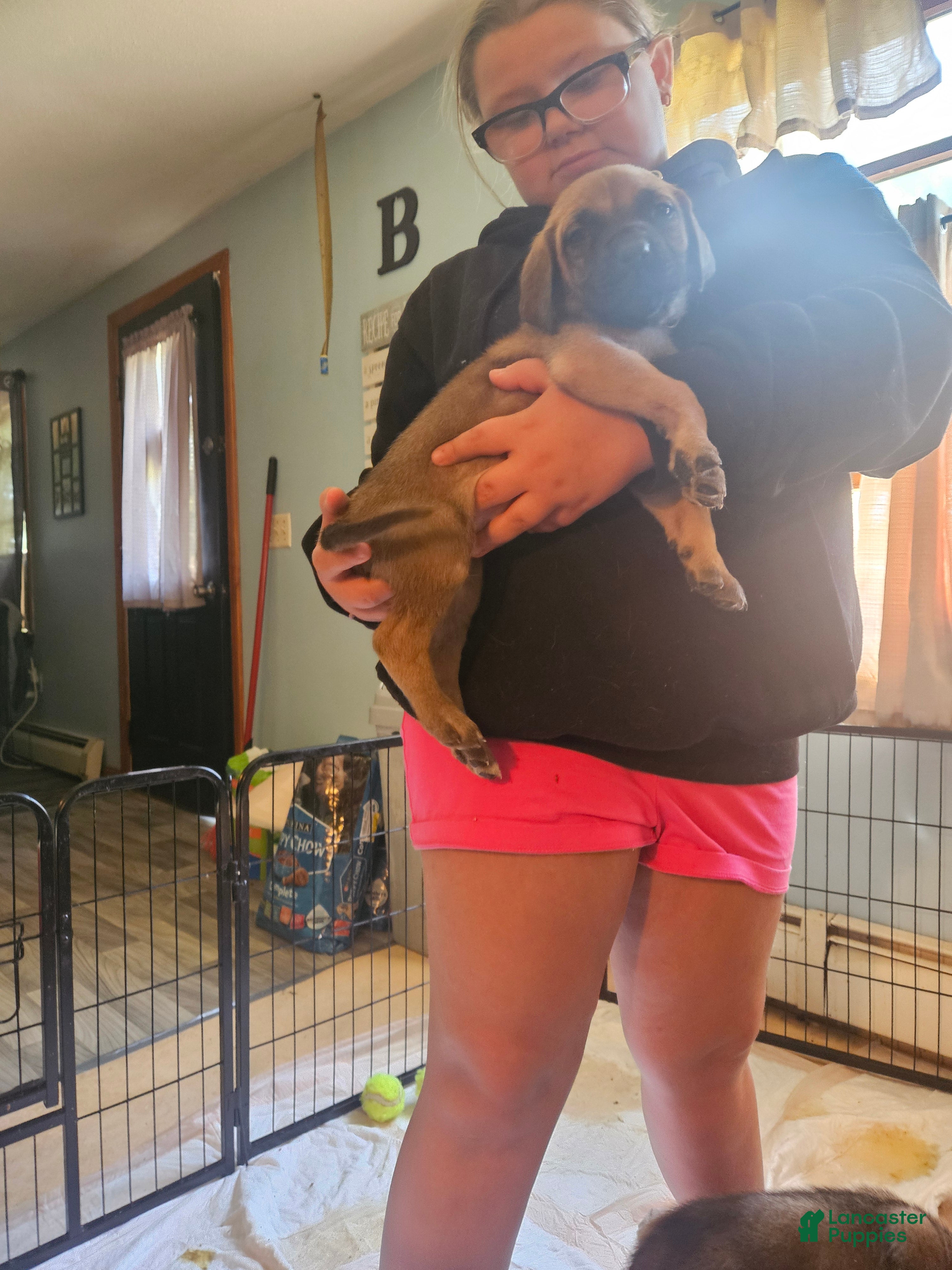 English Mastiff dogs Yellow - Ad 32