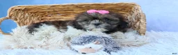 Shih Tzu dogs for sale: RUBY - Ad 9