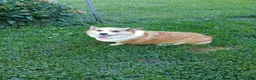 Welsh Corgi Pembroke dogs for sale: OLIVER  - Ad 2