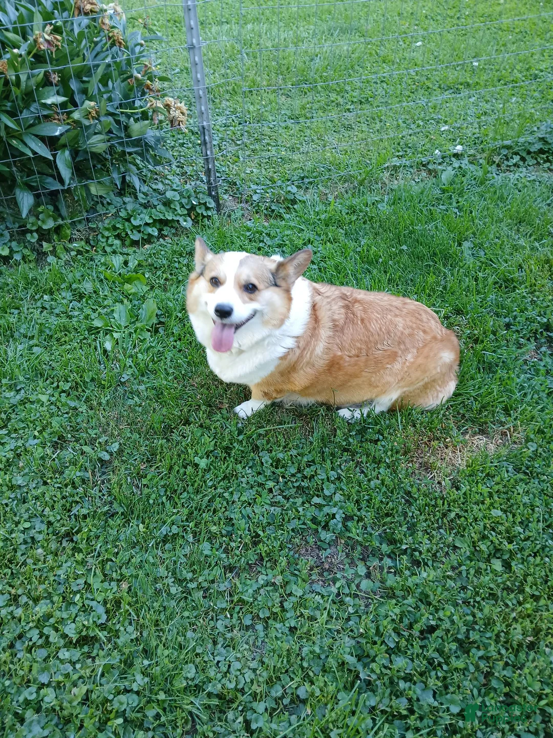 Welsh Corgi Pembroke dogs for sale: OLIVER  - Ad 2