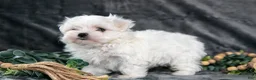 Maltese dogs for sale: Ashley - Ad 3