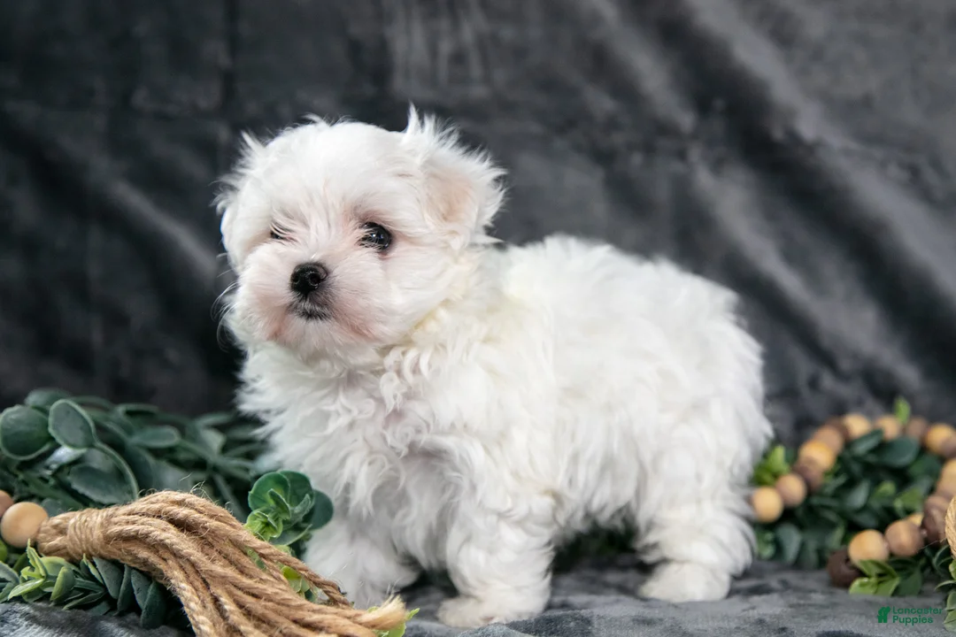Maltese dogs for sale: Ashley - Ad 3