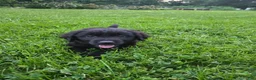 Labrador Retriever dogs for sale: Labrador Retriever Puppy 1 - Ad 3
