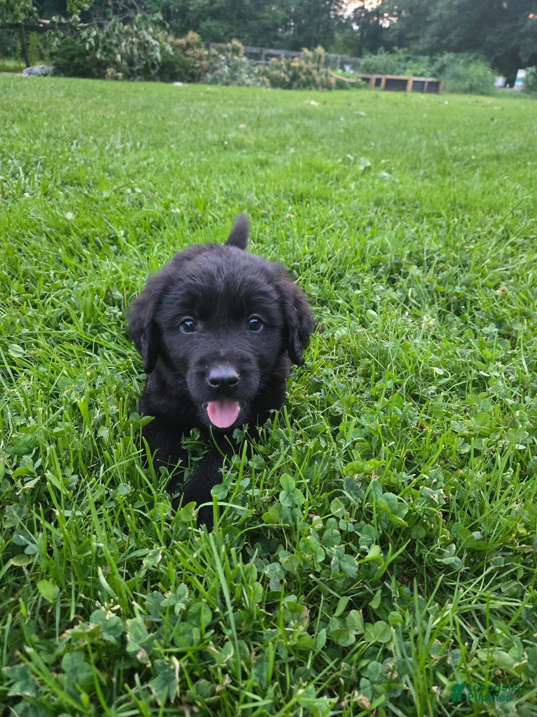 Labrador Retriever dogs for sale: Labrador Retriever Puppy 1 - Ad 3