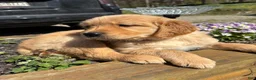 Golden Retriever dogs for sale: Golden Retriever Puppy 7 "PURPLE" - Ad 4