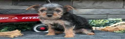 Yorkshire Terrier dogs for sale: Maria - Ad 1