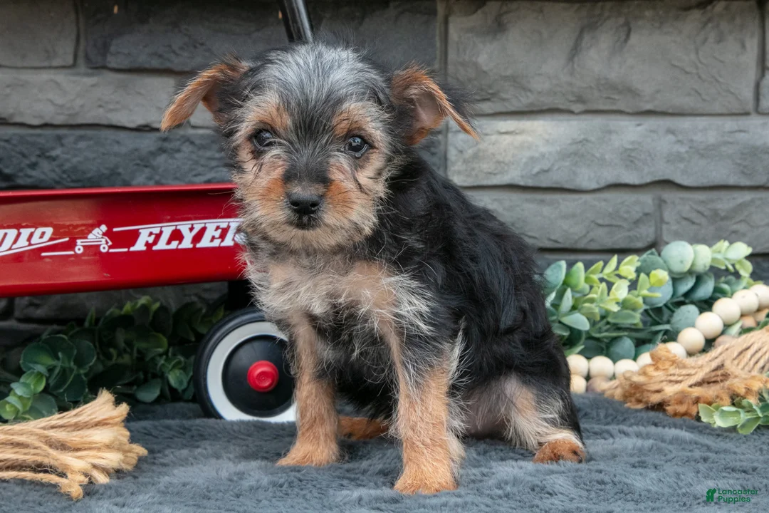 Yorkshire Terrier dogs for sale: Maria - Ad 1