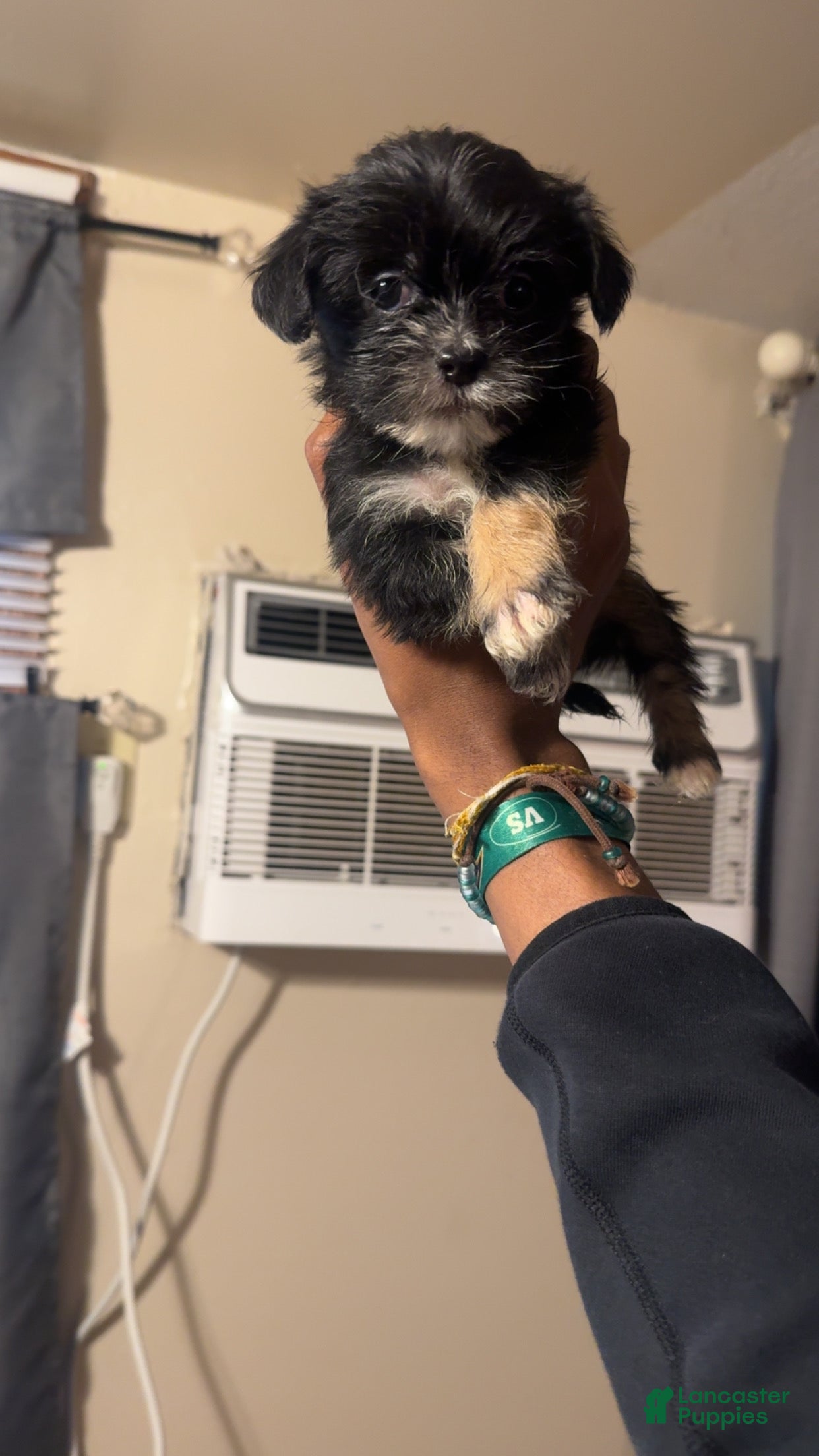 Shih Tzu dogs for sale: Shih Tzu 5 - Ad 16