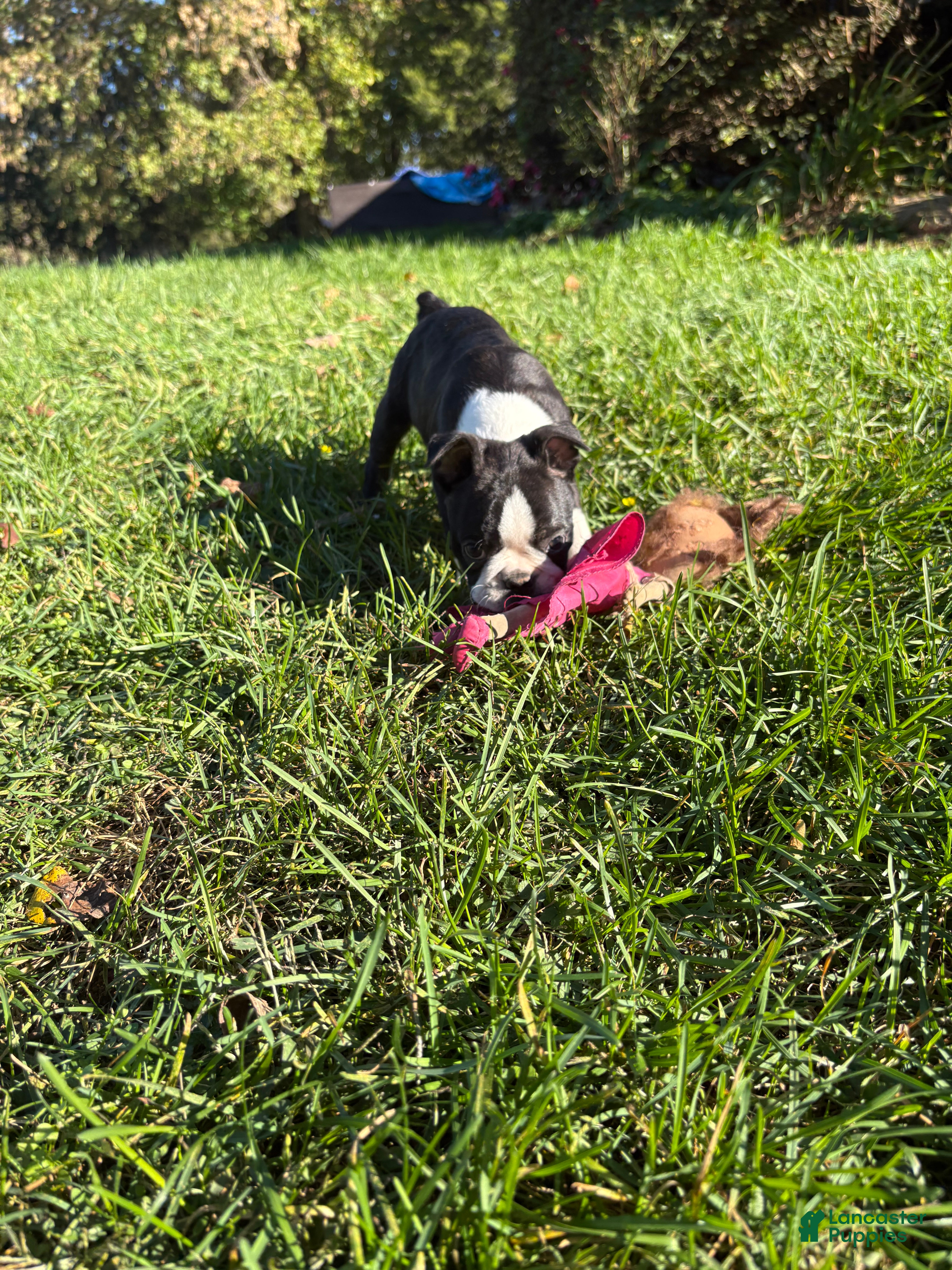 Boston Terrier dogs for sale: Boston Terrier 1 - Ad 2