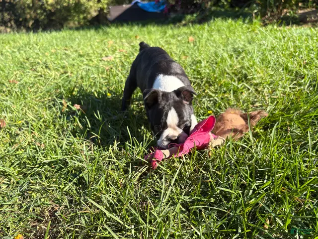 Boston Terrier dogs for sale: Boston Terrier 1 - Ad 2