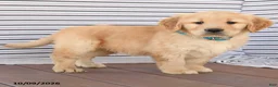 Golden Retriever dogs for sale: Billy - Ad 4
