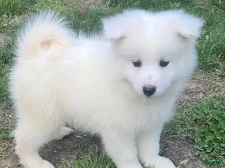 Samoyed dogs Samoyed Puppy 3 - Ad 20