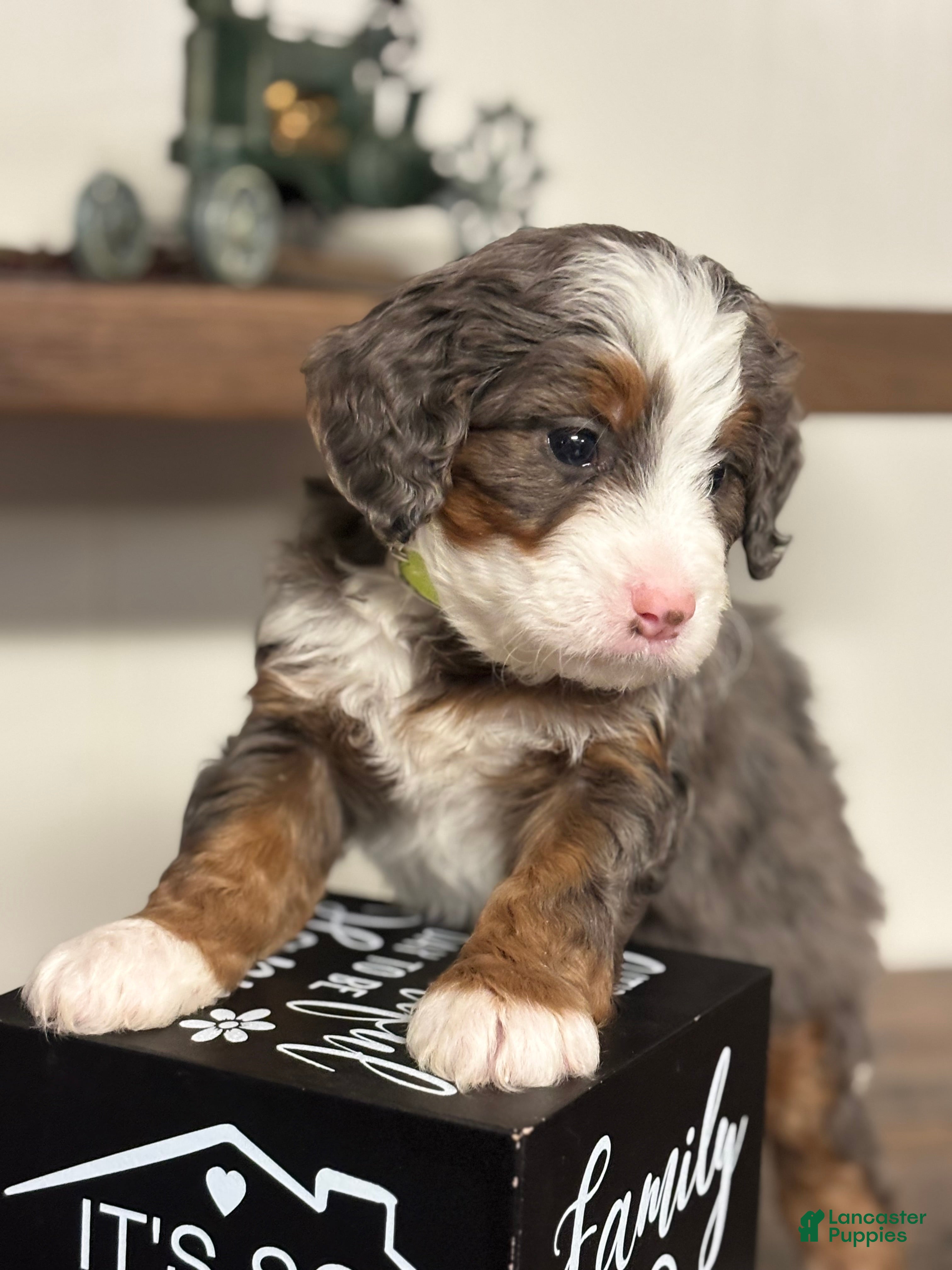 Mini Bernedoodle dogs Willow Mini Bernedoodle Puppy 4 - Ad 2