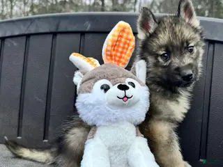 Siberian Husky dogs Monty - Ad 17