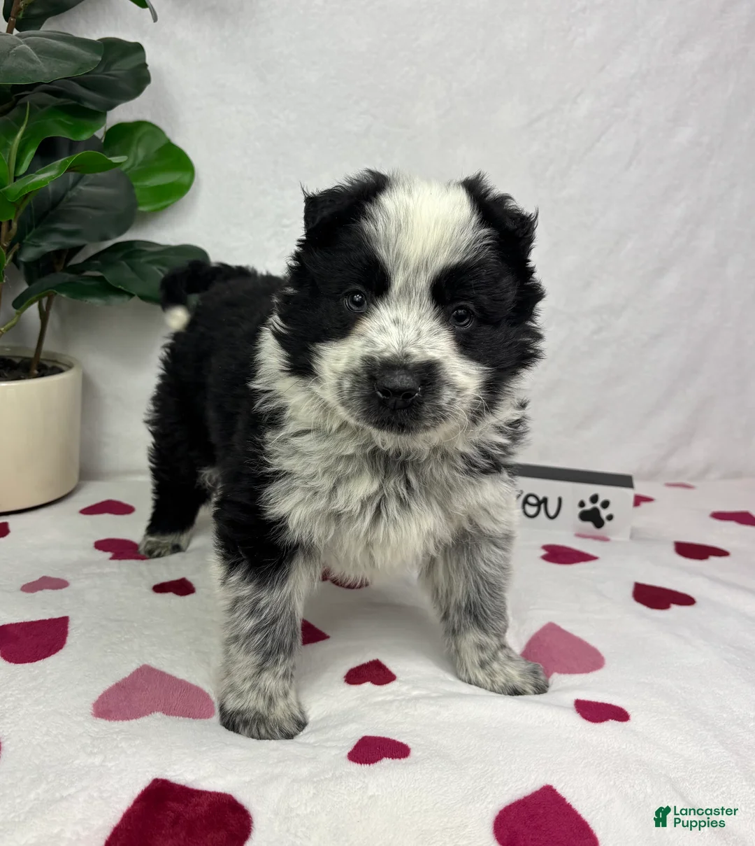 Mixed Breed dogs for sale: Milo - Ad 3