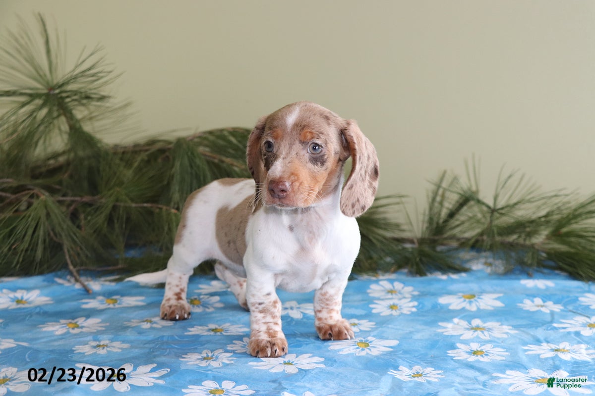 Miniature Dachshund dogs Daisy - Ad 2
