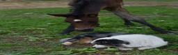 Mixed Breed dogs for sale: Cowgirl - Ad 8