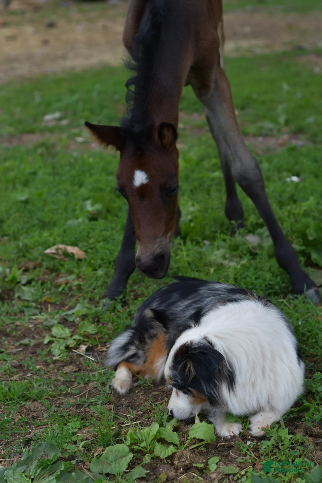 Mixed Breed dogs for sale: Cowgirl - Ad 8