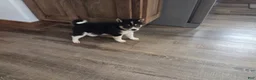 Shiba Inu dogs for sale: Tulip - Ad 3