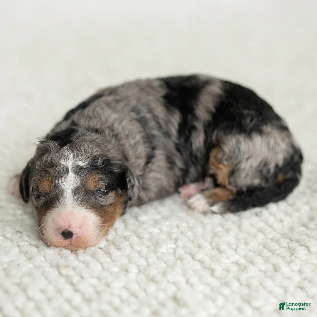 Mini Bernedoodle dogs for sale: Asher Miniature Bernedoodle  - Ad 5