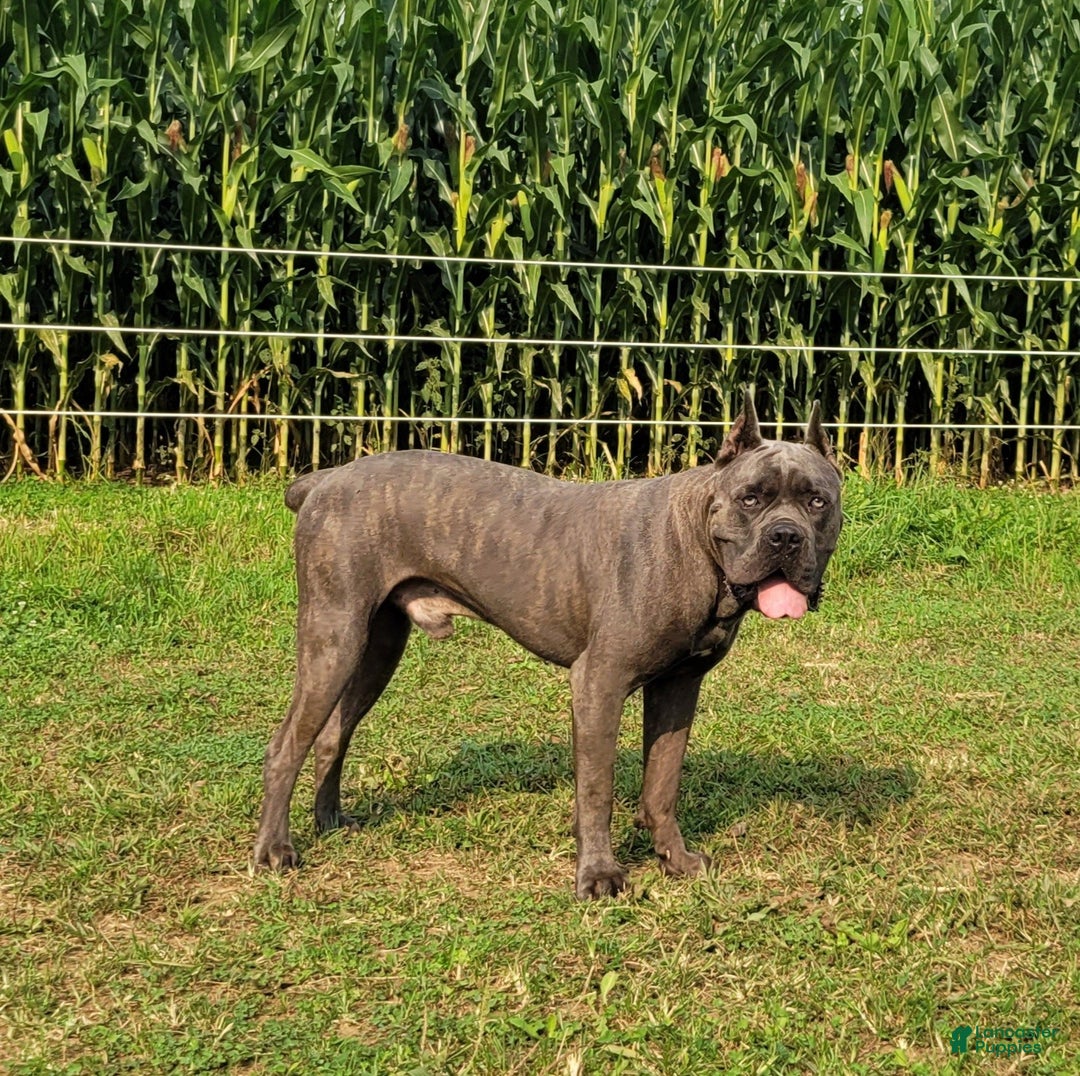 Cane Corso dogs for sale: Molly - Ad 11