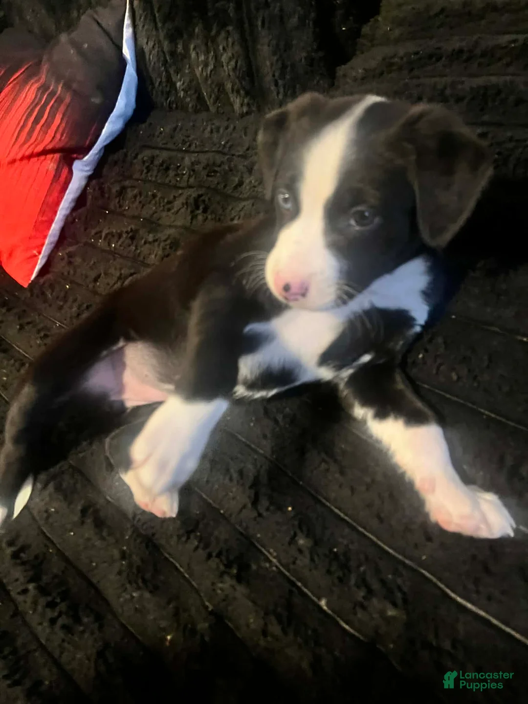Mixed Breed dogs for sale: Mixed Breed Puppy 1 - Ad 1