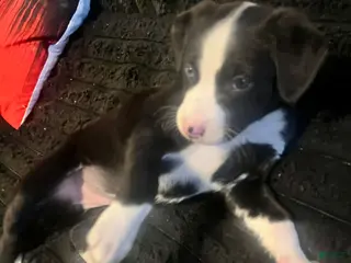 Mixed Breed dogs Mixed Breed Puppy 1 - Ad 41