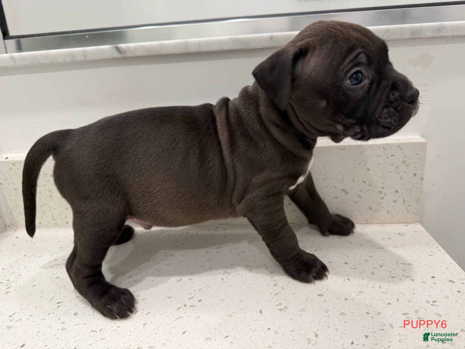 American Bully dogs Puppy 6 Male - Ad 8