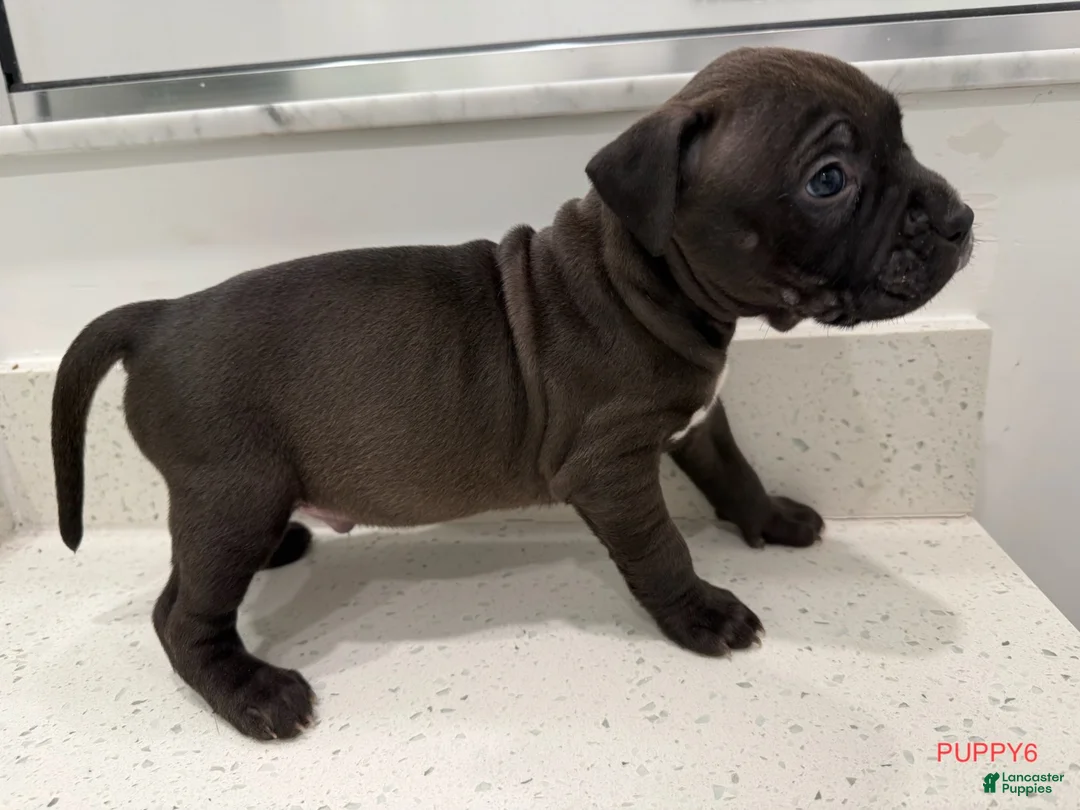American Bully dogs for sale: Puppy 6 Male - Ad 1