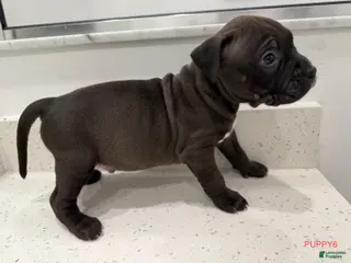American Bully dogs Puppy 6 Male - Ad 8