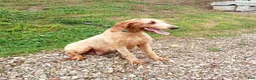 Goldendoodle dogs for sale: Duke - Ad 6