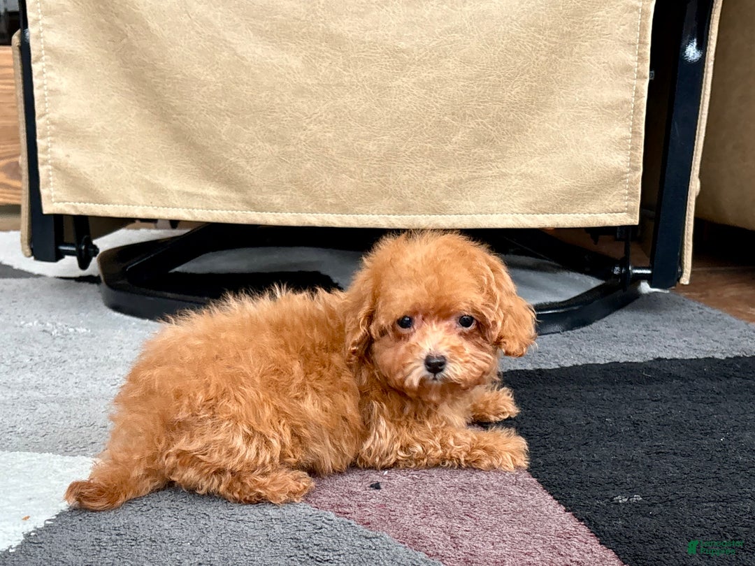 Maltipoo dogs for sale: Red Honey  - Ad 5
