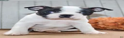 Boston Terrier dogs for sale: Chester Male Boston Terrier - Ad 5