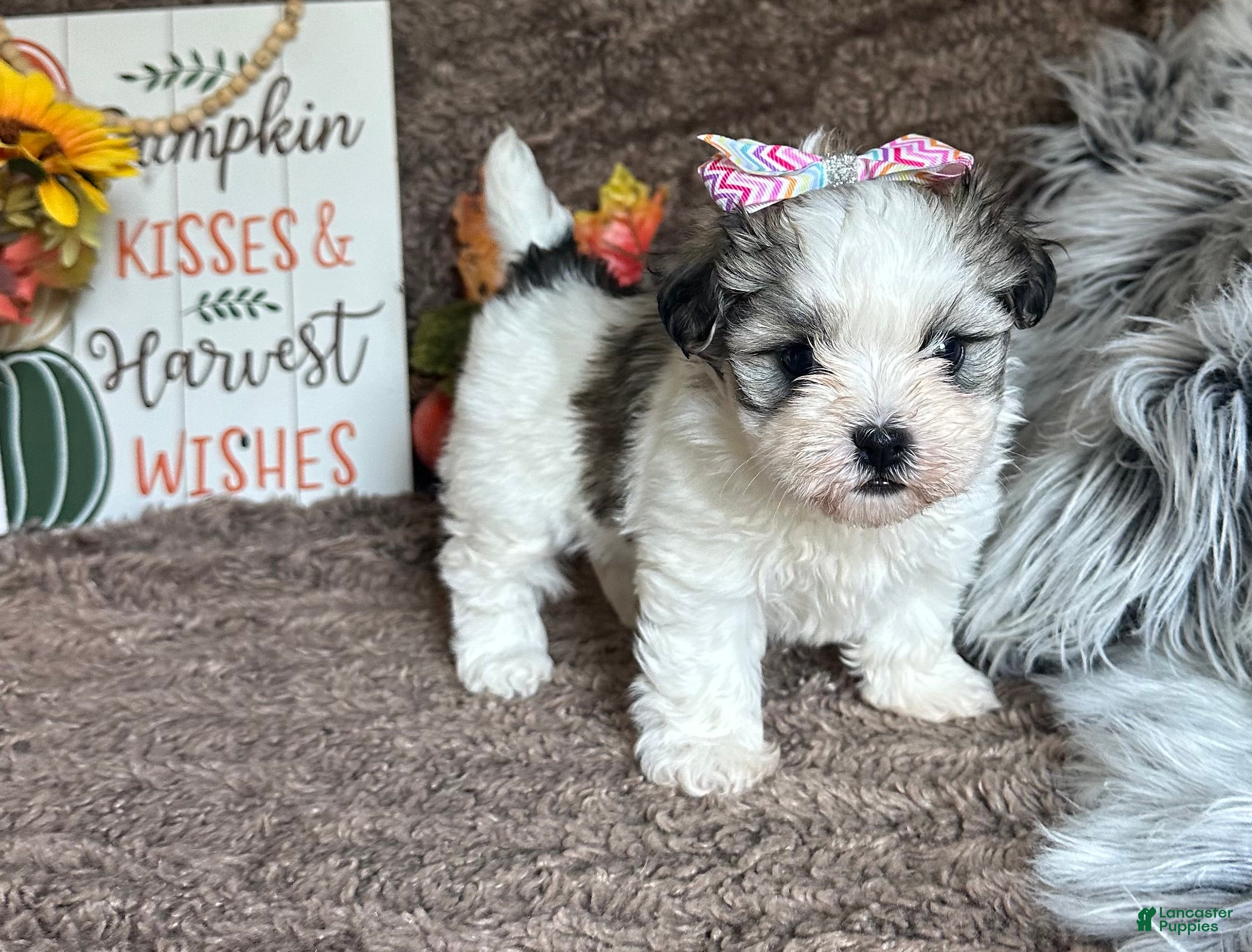 Malshi dogs Princess Aurora - Ad 2