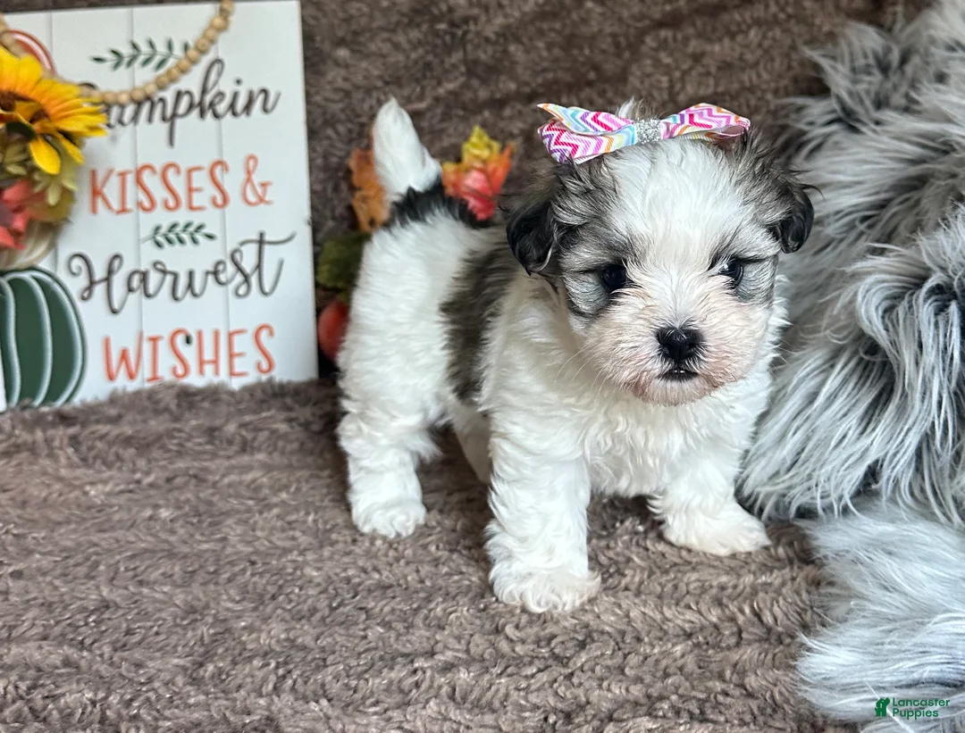 Malshi dogs for sale: Princess Aurora - Ad 1
