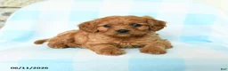 Cavapoo dogs for sale: Jude - Ad 2