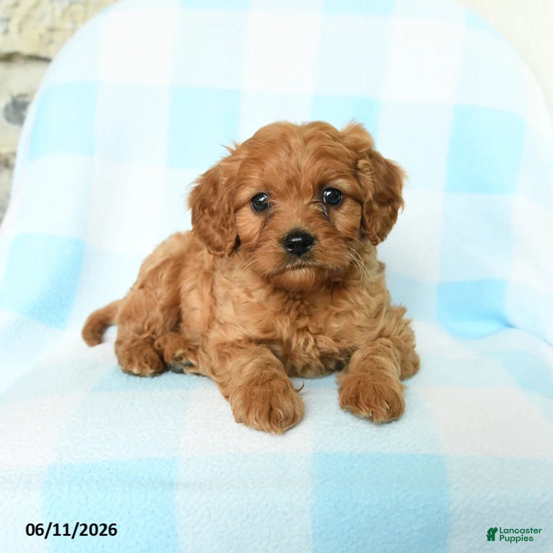 Cavapoo dogs for sale: Jude - Ad 2