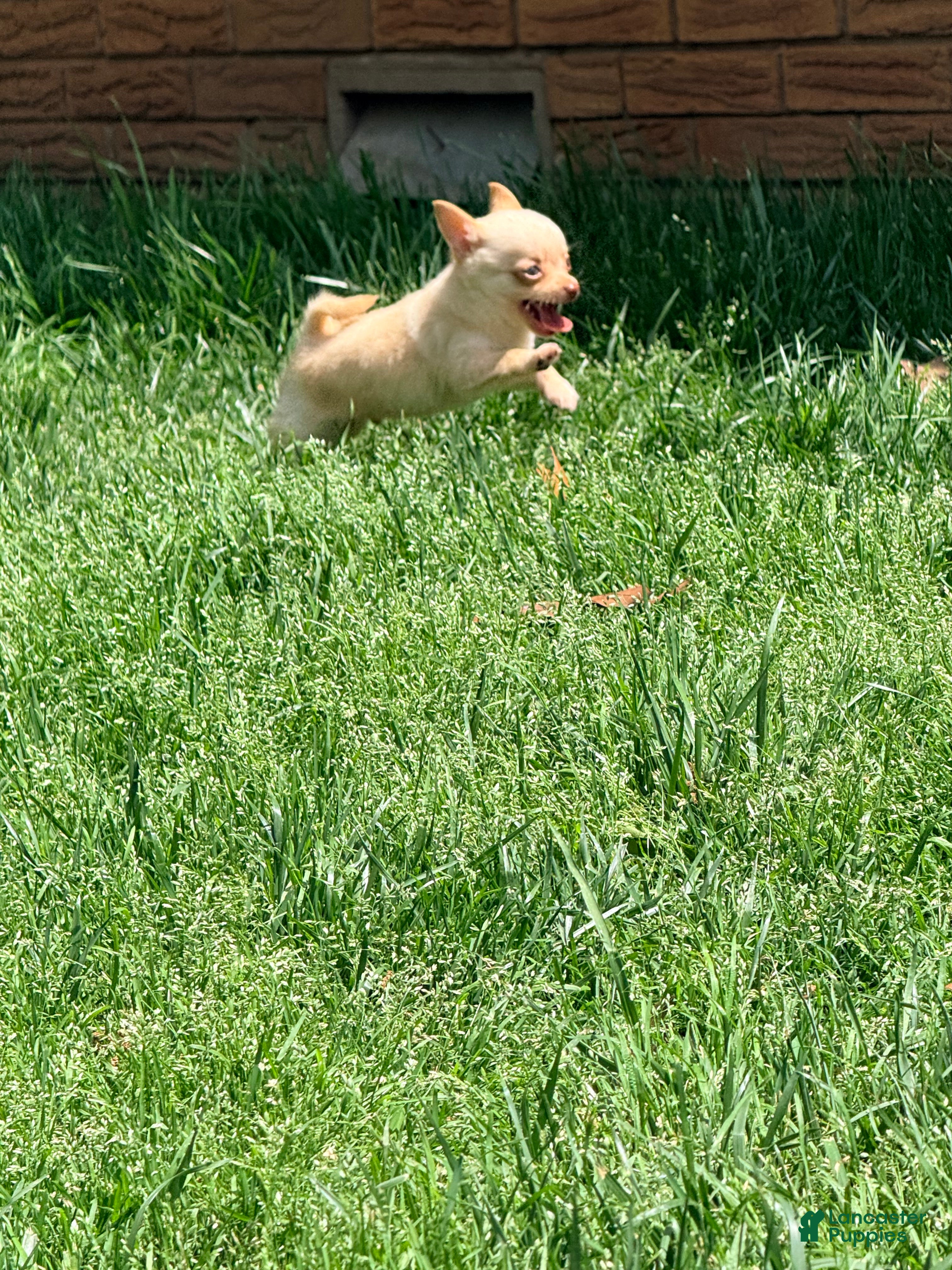 Pomchi dogs McIntosh  - Ad 1