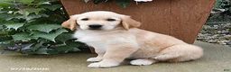 Golden Retriever dogs for sale: Ruby - Ad 1
