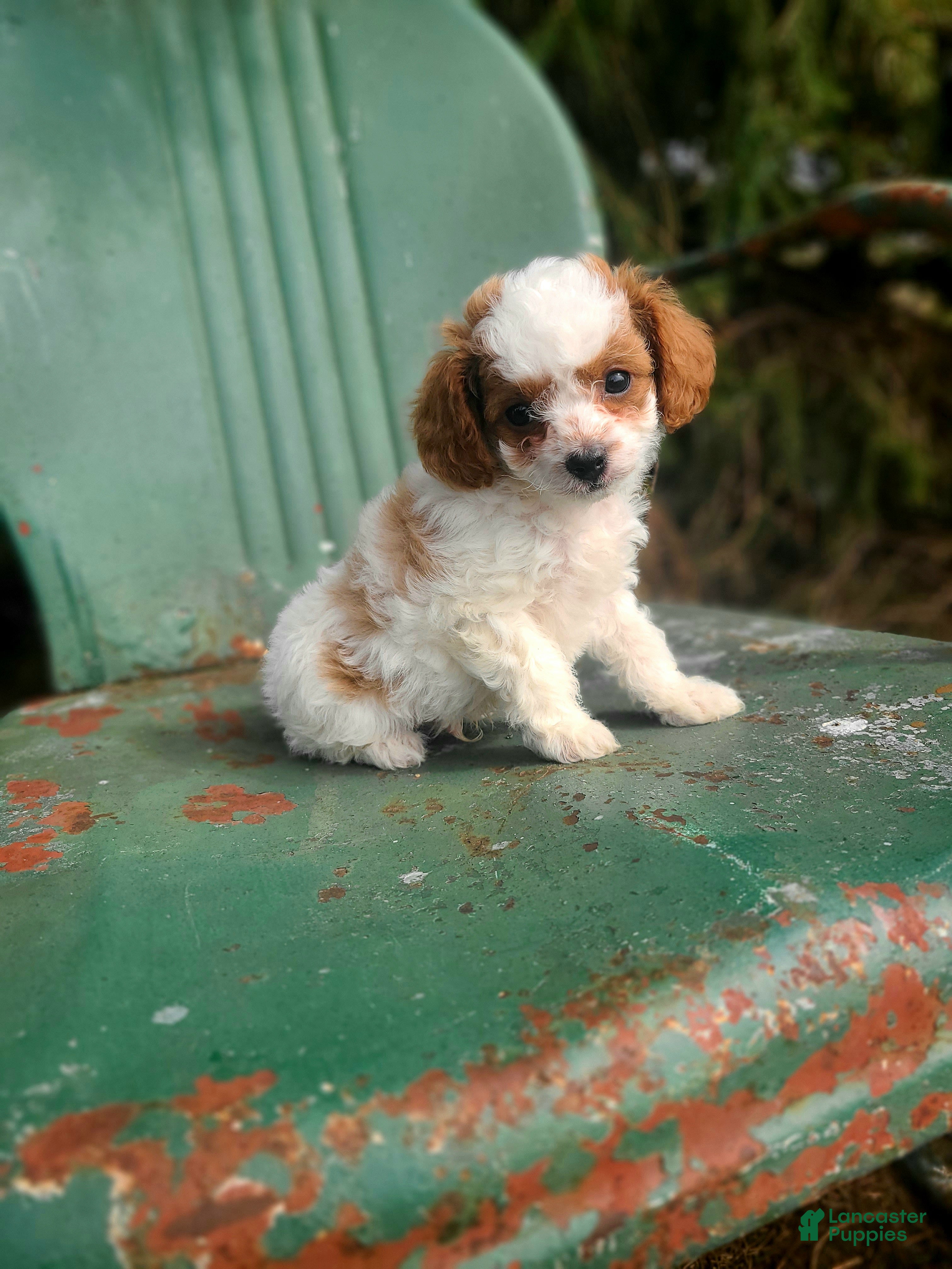 Cavapoo dogs Bear - Ad 2